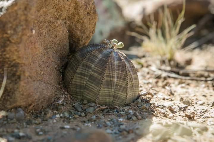 בית מלון כפרי Karri Grove Cottages