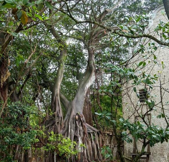 تختخواب و صبحانه Seven Gables