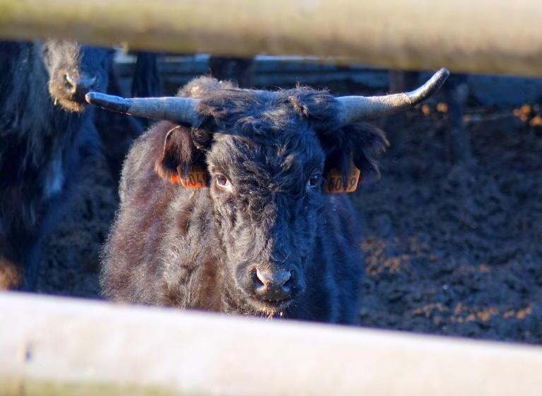 مبيت وإفطار Ranch Bignaou