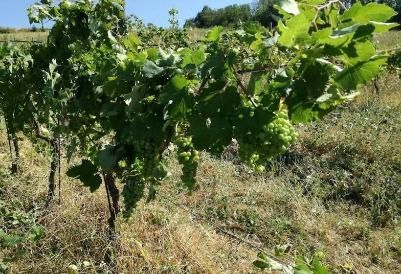 호텔 Oasi Di Mastarone   Il Vino E Le Rose