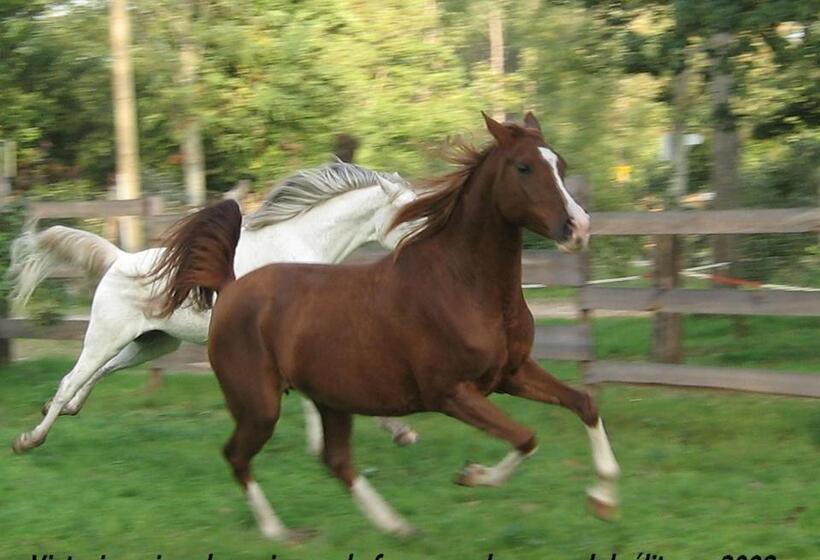 민박 Le Ranch Amadeus