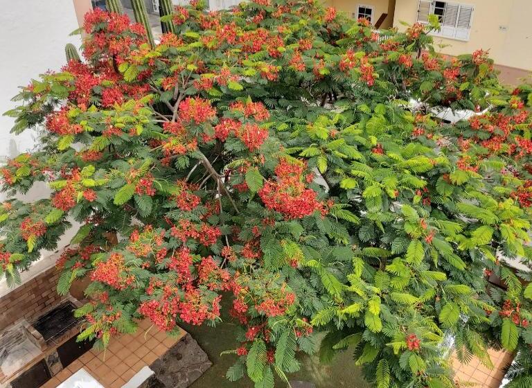 هاستل Corralejo Garden&relax