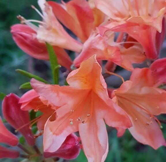 민박 Couloumine Breizh