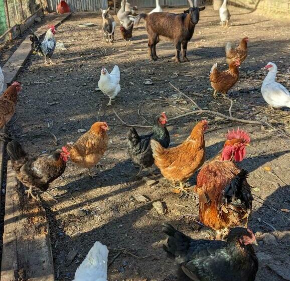 Отель Agriturismo A Canonica