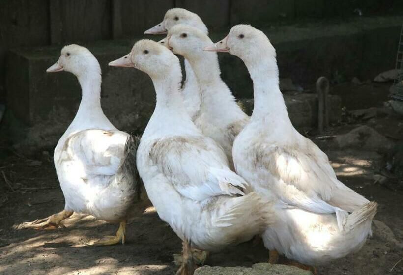 بنسيون Chambre D Hôte Courtoux