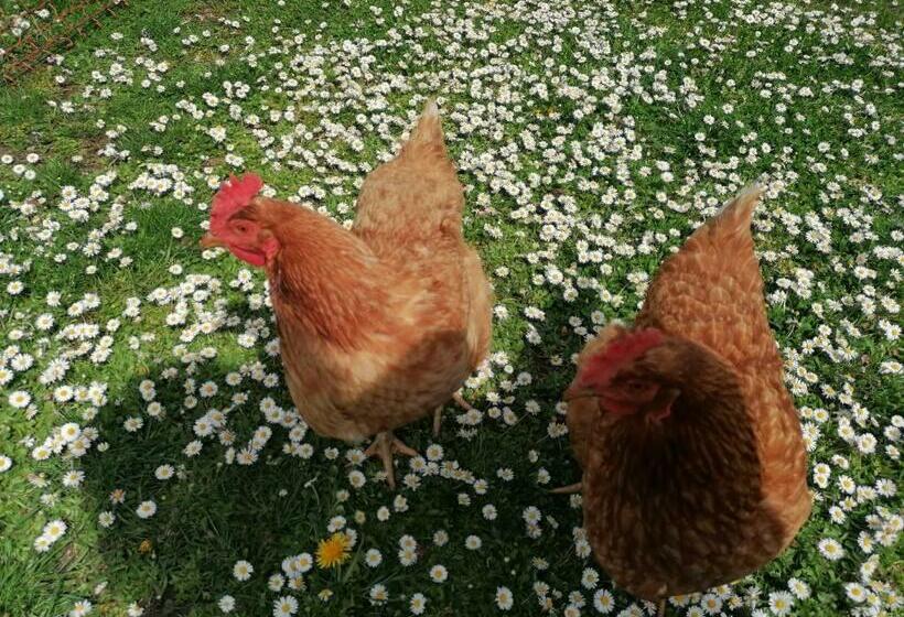 بنسيون Lasserhof