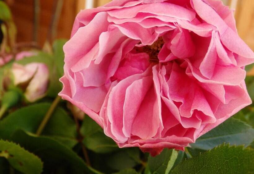 ベッドアンドブレックファースト Les Trois Pommiers