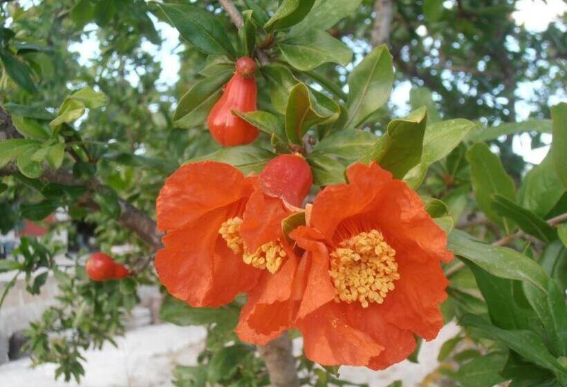 住宿加早餐  Il Corallo Del Salento