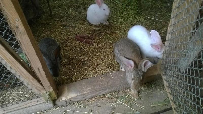 בית מלון כפרי Pensiunea ,,la Struti