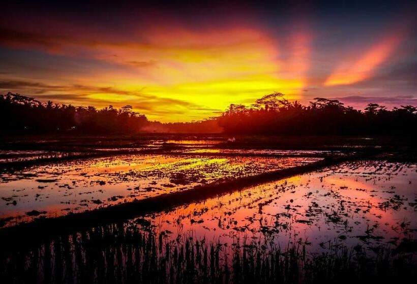 پانسیون Bale Ku