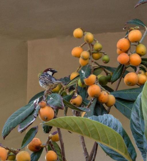 Bed and Breakfast Il Vecchioliveto Di Ornella