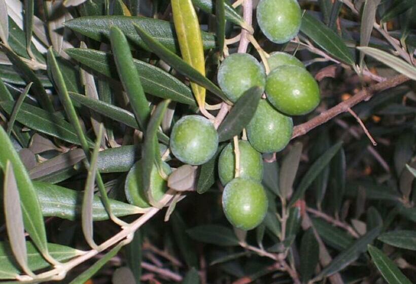 Bed and Breakfast Chambres D Hôtes Sous L Olivier