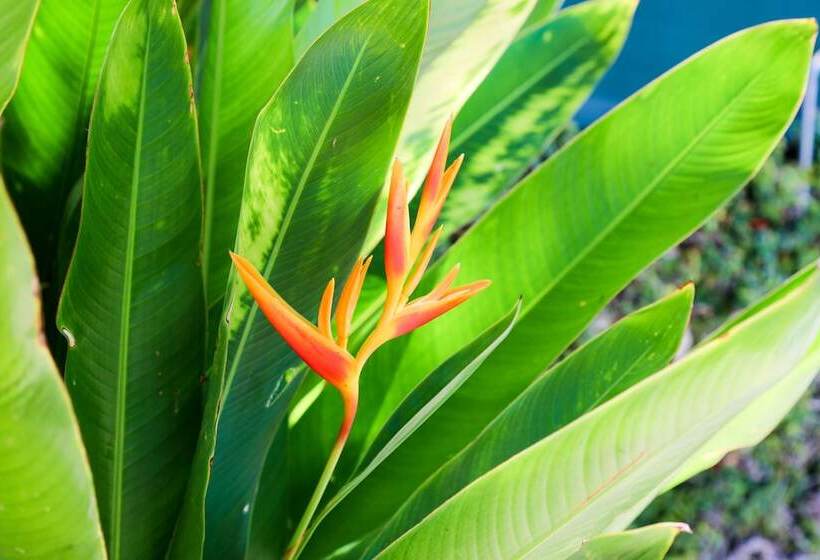 فندق Almond Tree Inn  Adults Only