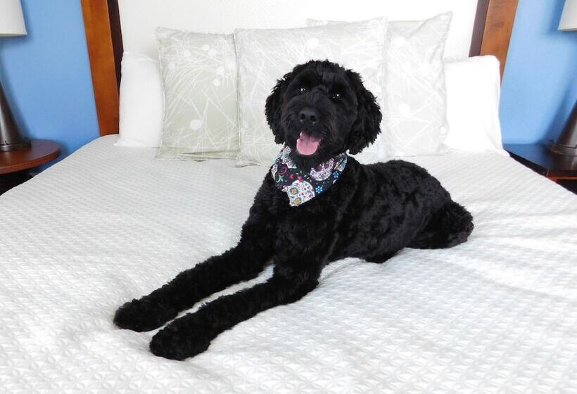 هتل Indigo Asheville Downtown, An Ihg