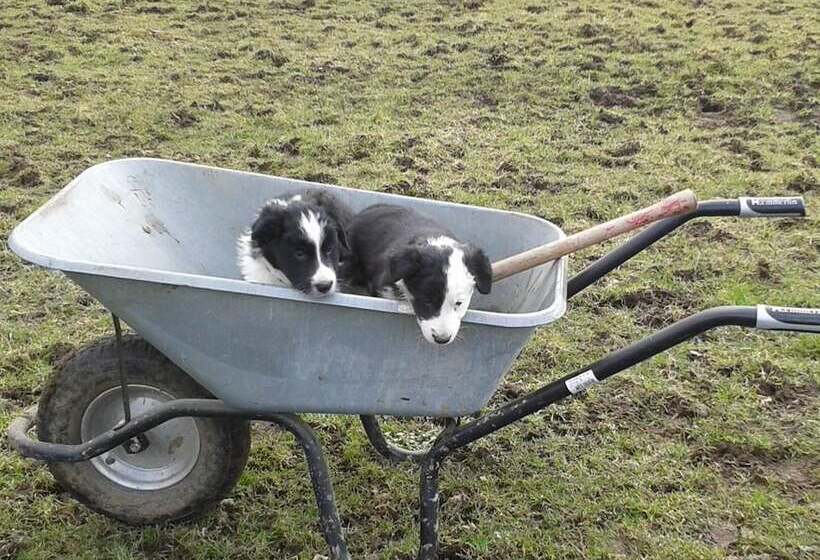 ペンション Landgasthof Gut Marienbildchen