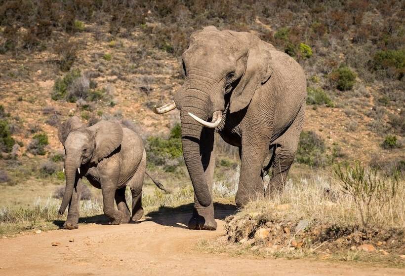 בית מלון כפרי Botlierskop Private Game Reserve