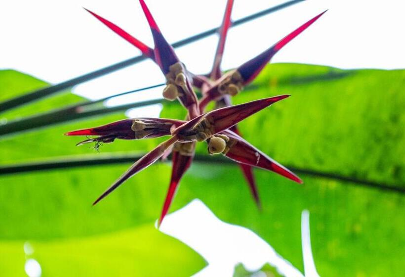 árbol De Fuego Eco Hotel, A Green Experience In The City