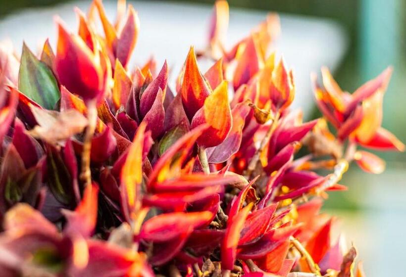 árbol De Fuego Eco Hotel, A Green Experience In The City