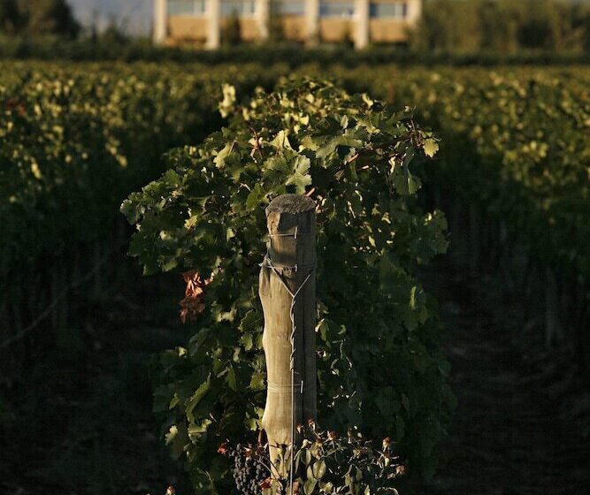 בית מלון כפרי Estancia Mendoza Wine