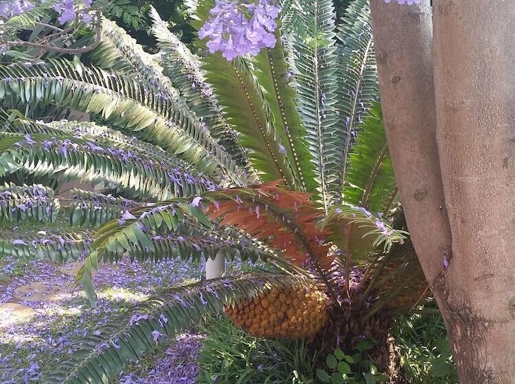 مسافرخانه Constantia Manor Guest House