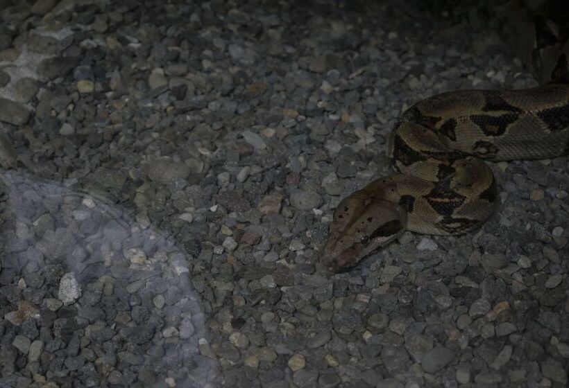 ホテル Tapirus Lodge