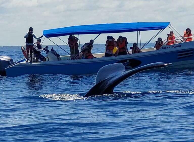 פנסיון Luminosa Uvita Hostel