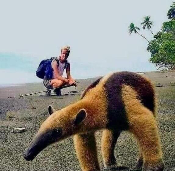 פנסיון Luminosa Uvita Hostel