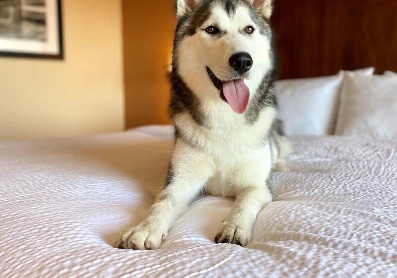 ホテル Four Points By Sheraton Kelowna Airport