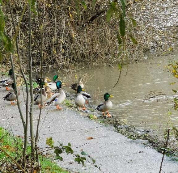住宿加早餐  Les Pingouins De La Marne