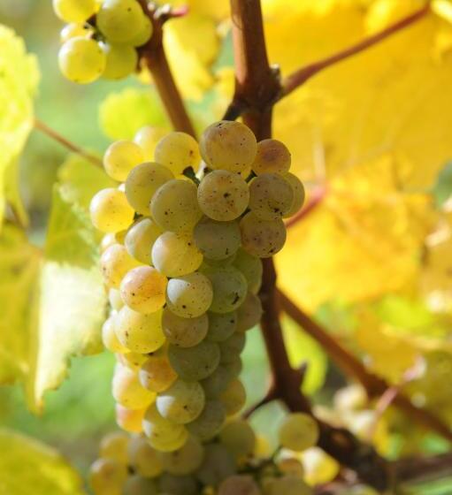 ペンション Ferienweingut Wolfgang Adamy