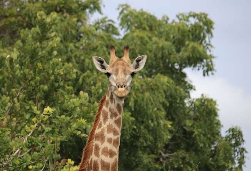 Montebelo Milibangalala Bay Resort