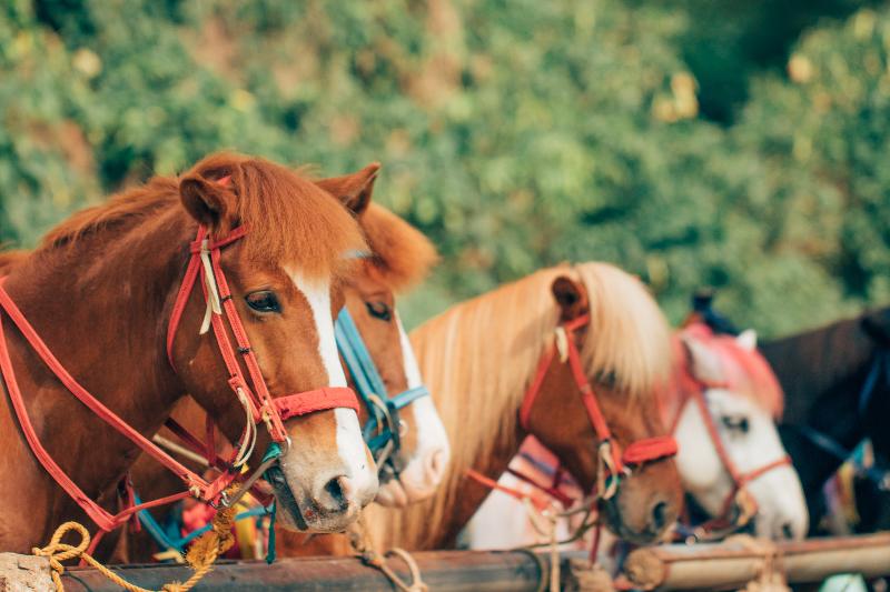 فندق Azalea Residences Baguio