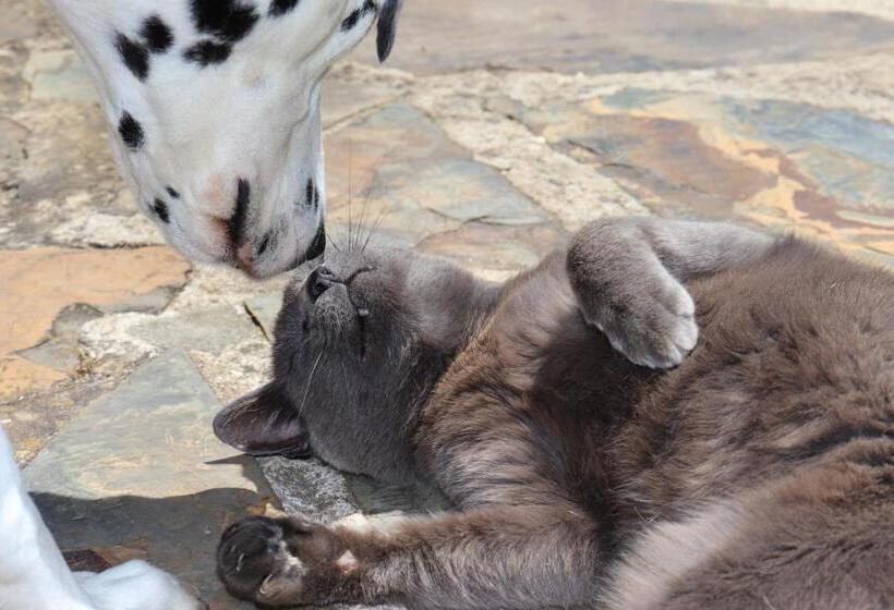 پانسیون Monte Dos Papa Figos