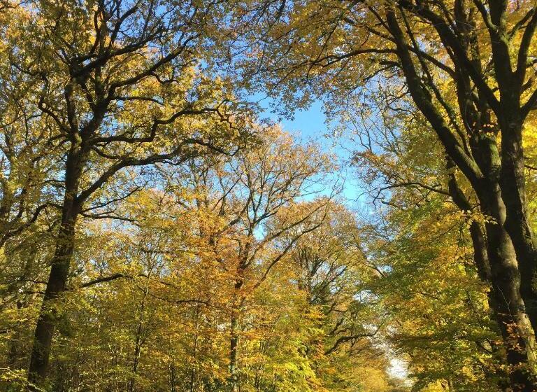 ベッドアンドブレックファースト L Hôtié De Brocéliande à Paimpont, Au Coeur Des Sites Naturels Et Légendaires