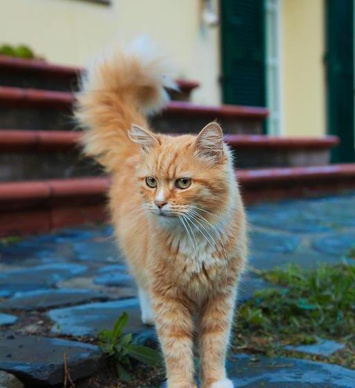 بنسيون Cà Di Gatti Guesthouse