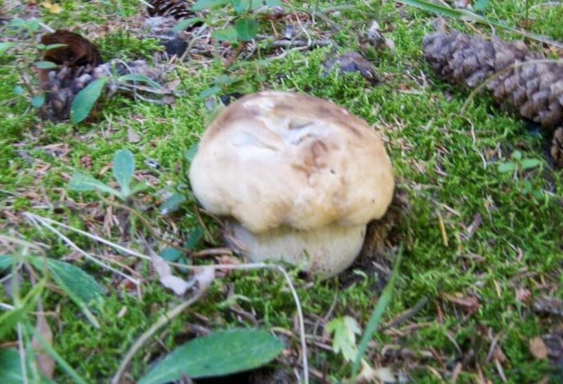 בית מלון כפרי Albergo Sciatori