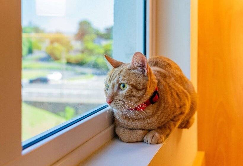 בית מלון כפרי Ibis Novo Hamburgo