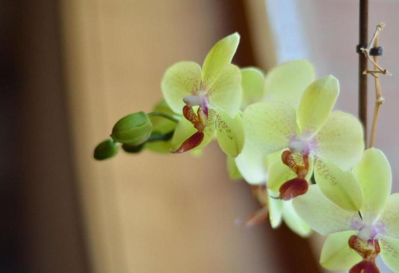 בית מלון כפרי Restaurant Gonduzo