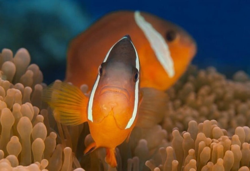 Beqa Lagoon Resort