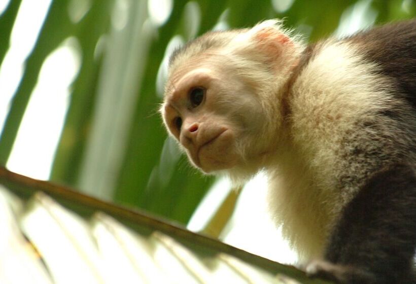 호텔 Clandestino Beach