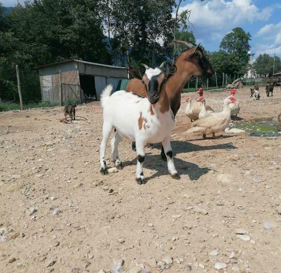 تختخواب و صبحانه Agriturismo Da Andreina
