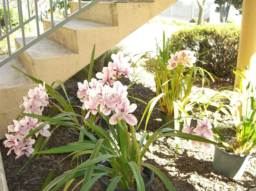 مُتل Abelia Motor Lodge