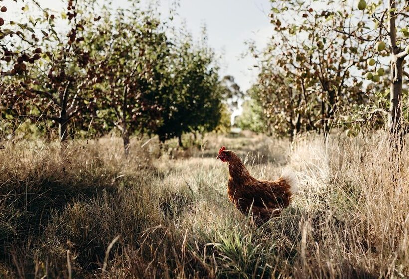 בית מלון כפרי Iron Creek Bay Estate