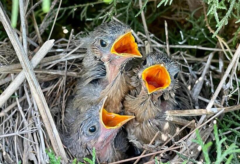 בית מלון כפרי Family In The Hills By Nature S Glamping