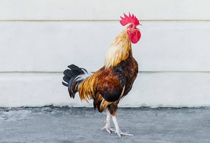 منتجع Parrot Key Hotel & Villas