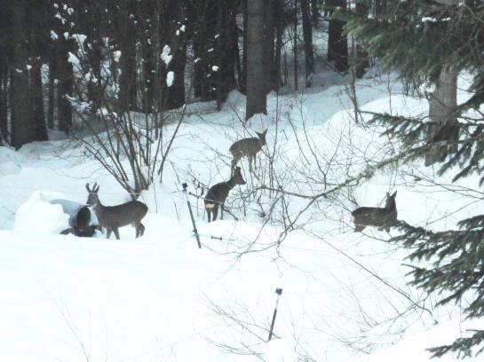 فندق Ferienhaus Hollinger