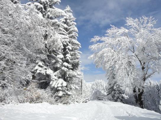 فندق Ferienhaus Hollinger