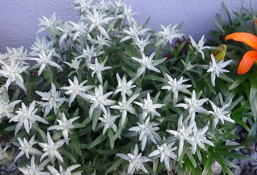 هتل Haus Bergheim