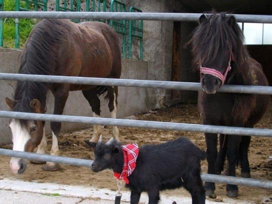 Отель Hochserner-hof