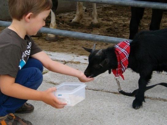 Отель Hochserner-hof